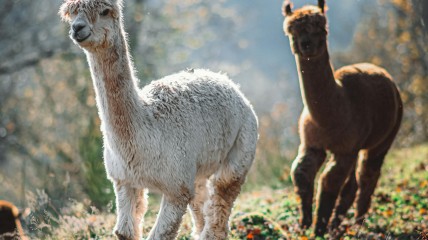 Begeleid bezoek aan een alpaca-boerderij- VOLZET