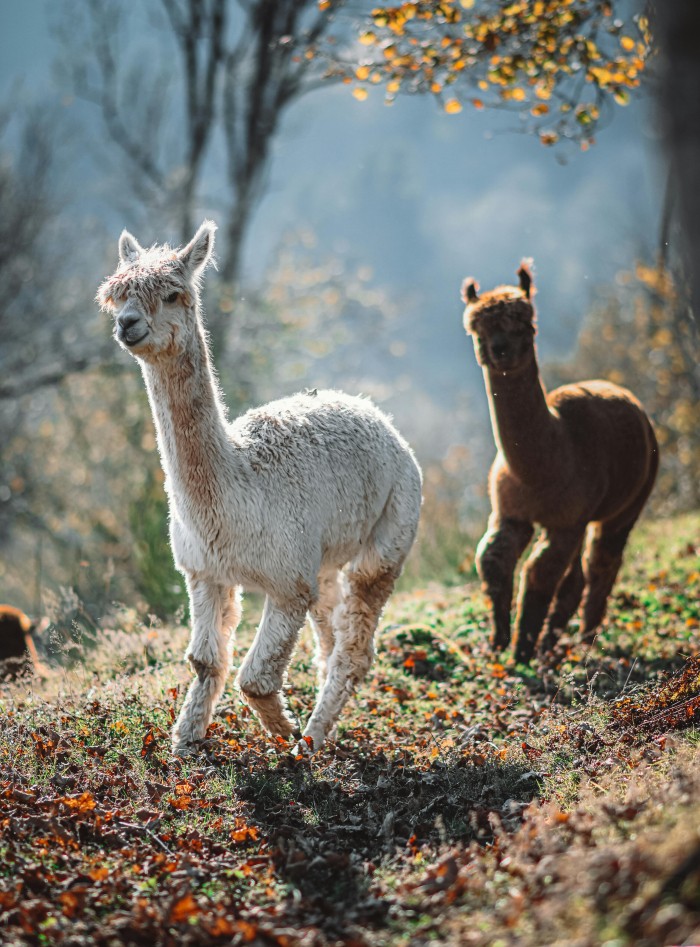 alpaca